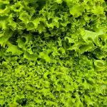 Kako shranjevati zeleno zelenjavo, da se po dveh dneh ne spremeni v sluz kako-shranjevati-zeleno-zelenjavo-da-se-po-dveh-dneh-ne.jpg