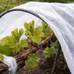kako-spomladi-resiti-pridelek-grozdja-pred-ponovnimi-pozebami.png