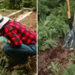 Kako spoznati, da zemlja na vašem vrtu "umira": pet opozorilnih