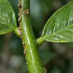 Kako to pomlad v enem večeru rešiti limono pred ožigalkarji kako-to-pomlad-v-enem-veceru-resiti-limono-pred-ozigalkarji.png