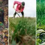 Kako uničiti drevesni štor na parceli: preprosta metoda brez lopate Kako uničiti drevesni štor na parceli: preprosta metoda brez lopate