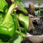 Kalčki bodo vzklili v 24 urah: enostaven način za vzgojo