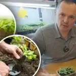 Kalčki po presaditvi zvodenijo: trije osnovni pogoji za uspešno kisanje