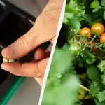 Kalčki se bodo pojavili tretji dan: Kako hitro vzkaliti semena