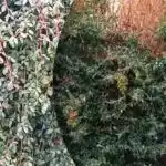 Katere rastline ostanejo zelene tudi pozimi - ideje za čudovit vrt Katere rastline ostanejo zelene tudi pozimi - ideje za čudovit