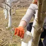 Kdaj in kaj je najboljši čas za beljenje dreves: noben