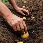 Kdaj saditi krompir aprila 2026: srečni in nevarni dnevi po luninem koledarju Kdaj saditi krompir aprila 2026: srečni in nevarni dnevi po