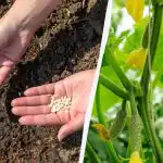 Kdaj sejati kumare na odprtem terenu: breza in regrat vam bosta povedala točen čas Kdaj sejati kumare na odprtem terenu: breza in regrat vam