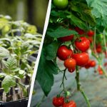 Kje ne smete gojiti paradižnika: vrtnarji našteli 5 krajev