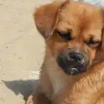 Ko pes v družini izbere enega gospodarja: mehanizem glavnega človeka ko-pes-v-druzini-izbere-enega-gospodarja-mehanizem-glavnega-cloveka.jpg