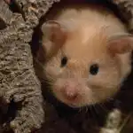 Koliko kilometrov preteče hrček v eni noči: zakaj je kletka v dnevni sobi mučenje za vso družino koliko-kilometrov-pretece-hrcek-v-eni-noci-zakaj-je-kletka.jpg