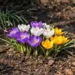 krokusi-nocejo-cveteti-v-senci-zaradi-ene-kljucne-vrtnarske-napake.png