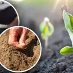 Lunin koledar vrtnarja za april: kaj in kdaj posaditi na