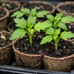 Mangan za semena spremeni šibke kalčke v močne sadike mangan-za-semena-spremeni-sibke-kalcke-v-mocne-sadike.png