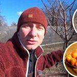 Manj "maščob", več sadja: strokovnjak razkriva shemo obrezovanja marelic