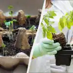 Marec je mesec sadik: katerih 6 vrtnin morate pravočasno posaditi Marec je mesec sadik: katerih 6 vrtnin morate pravočasno posaditi