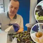 Močne korenine paprike v nekaj dneh: učinkovito sredstvo za spodbujanje