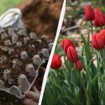 Modri pridelovalci cvetja so tulipane posadili v pladnje za jajca: