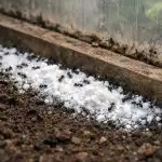 Mravlje bodo po enem spomladanskem tretiranju za vedno zapustile rastlinjak mravlje-bodo-po-enem-spomladanskem-tretiranju-za-vedno-zapustile-rastlinjak.png