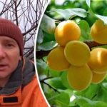 Mraz s tem nima nobene zveze: kaj resnično uniči pridelek