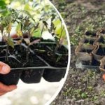 Mraz se ne boji mraza: katero zelenjavo, drevesa in rože lahko posadite marca Mraz se ne boji mraza: katero zelenjavo, drevesa in rože