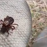 Na pršice lahko pozabite: vrtnarji so razkrili skrivnost, kaj saditi aprila Na pršice lahko pozabite: vrtnarji so razkrili skrivnost, kaj saditi