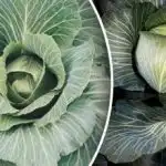 Na velikega ne morete računati: česa ne smete saditi v