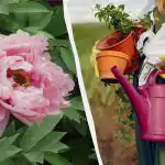 Naravni "steroidi" za peonije: kako hraniti cvetje brez kemikalij Naravni "steroidi" za peonije: kako hraniti cvetje brez kemikalij