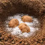 Navadna soda proti žičnim črvom: kako sem spomladi rešil pridelek krompirja navadna-soda-proti-zicnim-crvom-kako-sem-spomladi-resil-pridelek.png