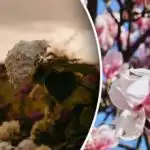 Ne morete sanjati o cvetenju: 5 rastlin, ki jih spomladi