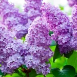 Ne odlašajte: 7 grmovnic za presajanje v marcu ne-odlasajte-7-grmovnic-za-presajanje-v-marcu.webp.webp