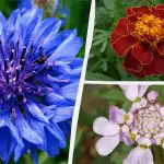 Ne potrebujete niti zalivanja: najlepše vrtne rože, ki ne potrebujejo stalne nege Ne potrebujete niti zalivanja: najlepše vrtne rože, ki ne potrebujejo