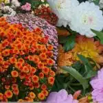 Ne samo vrtnice: katere rože so najboljše za spletna podjetja Ne samo vrtnice: katere rože so najboljše za spletna podjetja