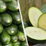 Nekatere zaradi pridelka, druge zaradi okusa: katere sorte bučk izbrati