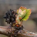 Nevarne faze za vinsko trto nevarne-faze-za-vinsko-trto.png