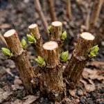 Obrezovanje hortenzije za plaz velikih socvetij obrezovanje-hortenzije-za-plaz-velikih-socvetij.png