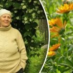 Od mšic in celo koloradskega hrošča: katero cvetlico posaditi na