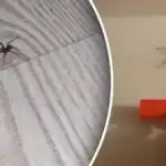 Odstranjevanje pajčevine ni dovolj: kako se enkrat za vselej znebiti