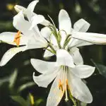 Odvetnik je pojasnil odgovornost za uničenje rastlin in gob odvetnik-je-pojasnil-odgovornost-za-unicenje-rastlin-in-gob.jpg