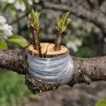 Osamljena hruška bo po zapletenem cepljenju zasula vaš pridelek osamljena-hruska-bo-po-zapletenem-cepljenju-zasula-vas-pridelek.png