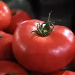 Paradižnik iz trgovine bo postal tako sladek in okusen kot paradižnik s kmetije: kam ga postaviti Paradižnik iz trgovine bo postal tako sladek in okusen kot