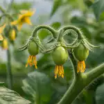 Paradižnik zaman cveti in spomladi spusti jajčnike paradiznik-zaman-cveti-in-spomladi-spusti-jajcnike.png