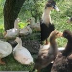 Pekinški, pižmovke ali muladarji: prednosti in slabosti priljubljenih pasem Pekinški, pižmovke ali muladarji: prednosti in slabosti priljubljenih pasem