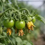 Pet vzrokov za prazna socvetja in preverjen način, kako doseči, da bo paradižnik rodil pet-vzrokov-za-prazna-socvetja-in-preverjen-nacin-kako-doseci.png