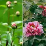 Pionzije živijo 50 let, a ne cvetijo vedno: kako doseči