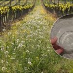 Plevel bo izginil v enem dnevu: kako pripraviti preprosto domačo