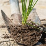 Plevel na poteh bo izginil v enem dnevu: s čim