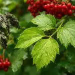 Po tem domačem sredstvu bodo afide na kalamusu izginile čez noč. po-tem-domacem-sredstvu-bodo-afide-na-kalamusu-izginile-cez.png