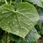 Po tretiranju s preprosto domačo infuzijo bo belouška pozabila pot do vaših kumaric. po-tretiranju-s-preprosto-domaco-infuzijo-bo-belouska-pozabila-pot.png