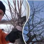 Pomlajevanje starega vrta: koliko vej lahko odrežemo